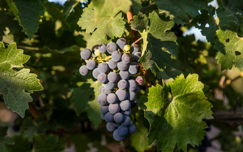 Protección variedades viníferas tradicionales Altosa Wines