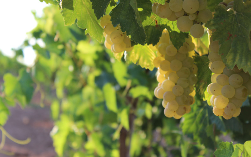 Proyecto orientado a mejorar la frescura de los vinos españoles